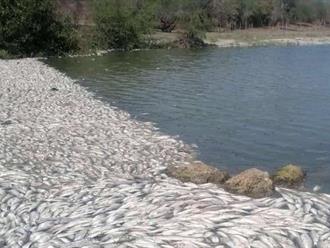 Mortandad de peces amenaza suministro de agua en el sur