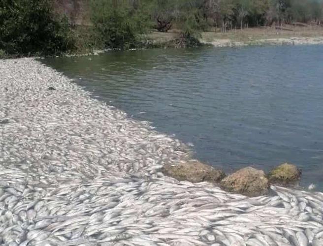 Mortandad de peces amenaza suministro de agua en el sur