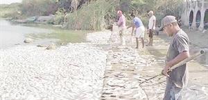 Mortandad de peces supera antecedentes en laguna ‘Camalote’