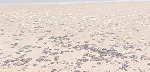 Persiste arribo de sargazo y chapopote en litoral del Golfo