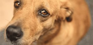 Reconocen al perro Caramelo como nueva raza mexicana