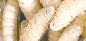 Se extiende el gusano; aumentan a 78 casos