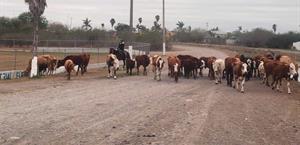 Ganado suelto en calles genera riesgo y molestia