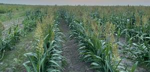 Provocarán lluvias mayor actividad ven el campo