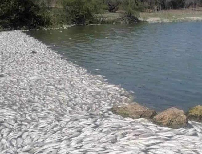 Atiende Conagua  mortandad de peces en límites de Tamaulipas