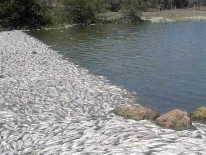 Atiende Conagua  mortandad de peces en límites de Tamaulipas