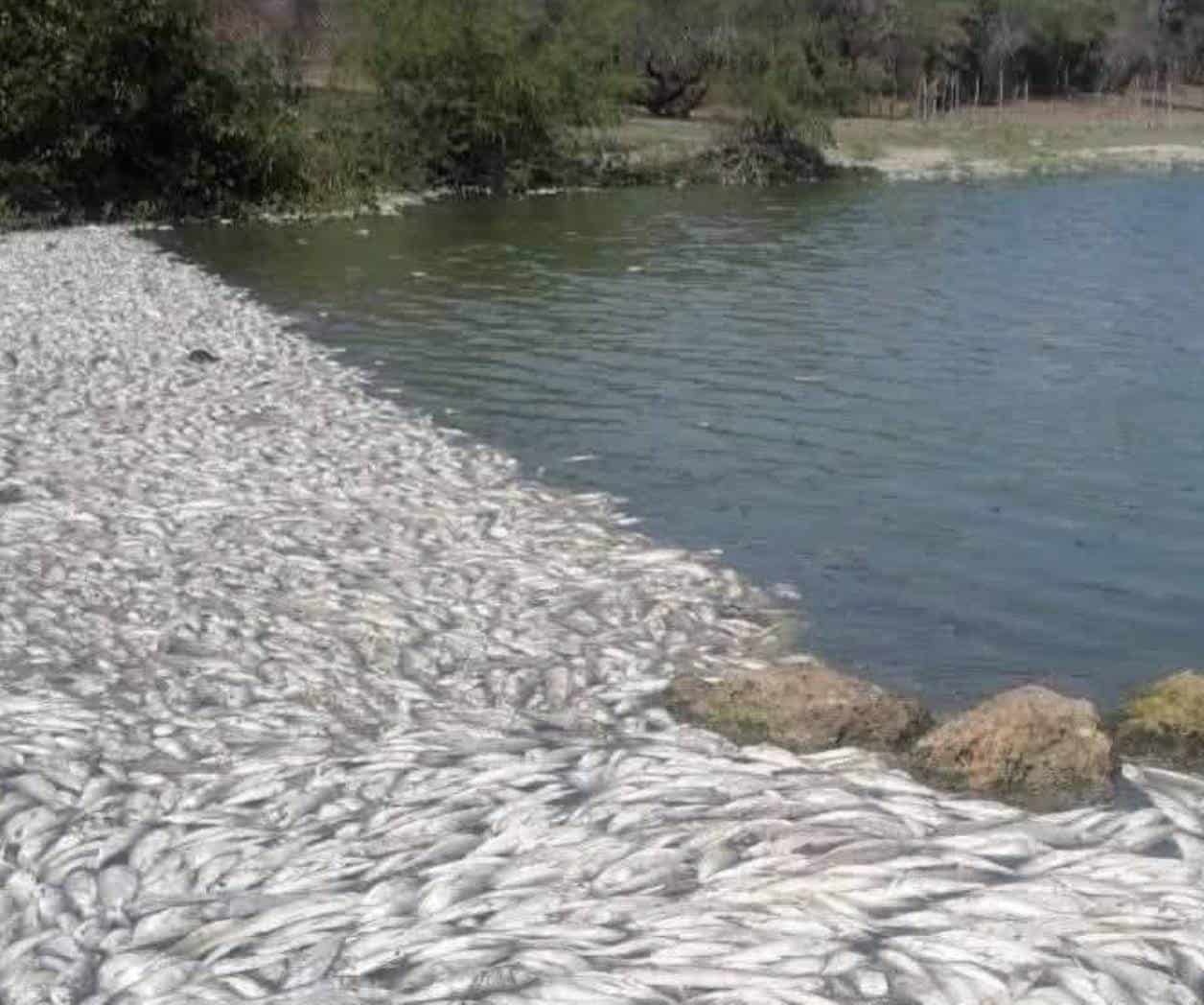 Atiende Conagua  mortandad de peces en límites de Tamaulipas
