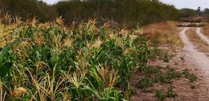 Reportan robo de elotes en parcelas de la brecha 126