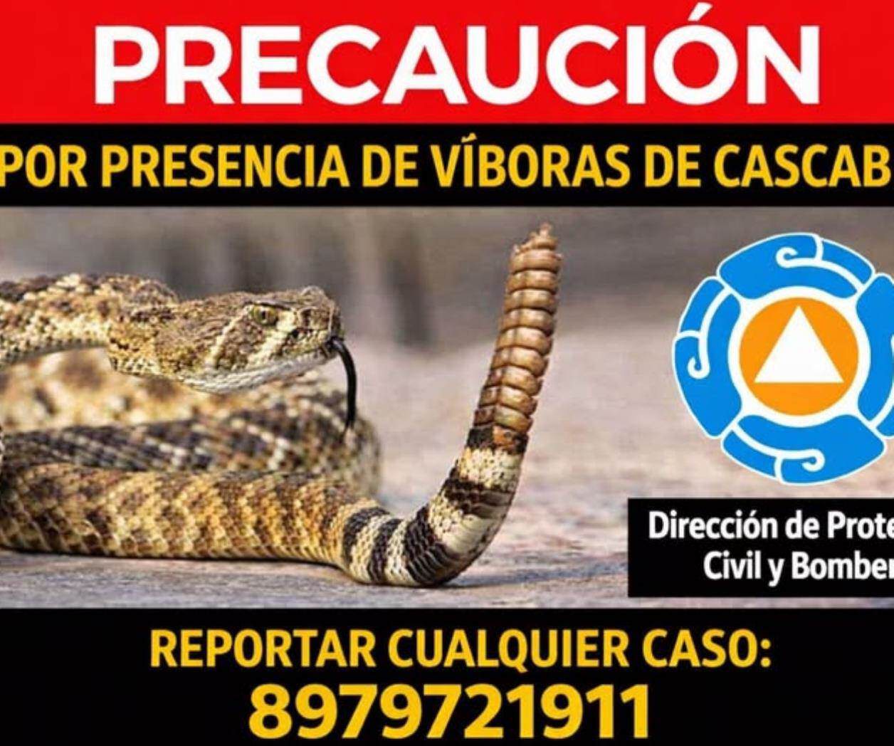 Proliferan víboras