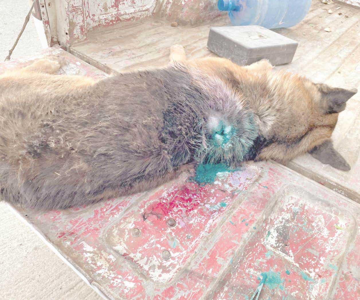 Se expande presencia  del gusano barrenador en territorio tamaulipeco