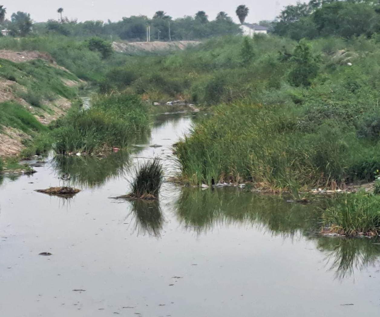 Hierba acuática invade tramos de dren Reynosa