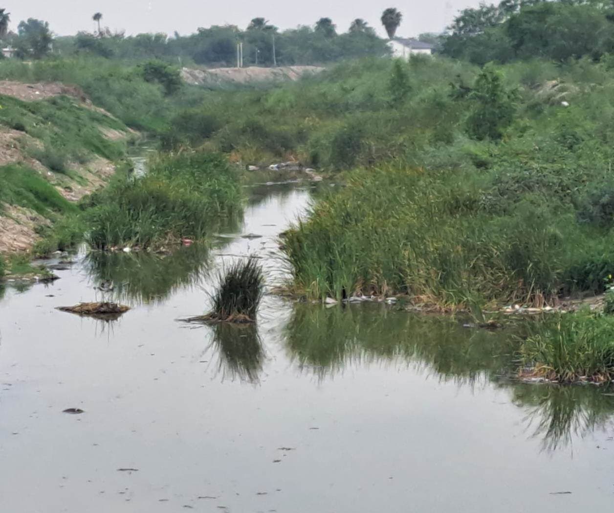 Hierba acuática invade tramos de dren Reynosa