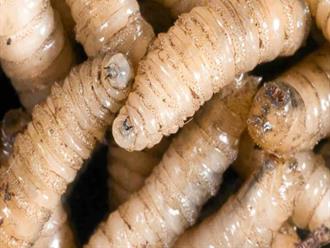Golpea el barrenador al bolsillo ganadero