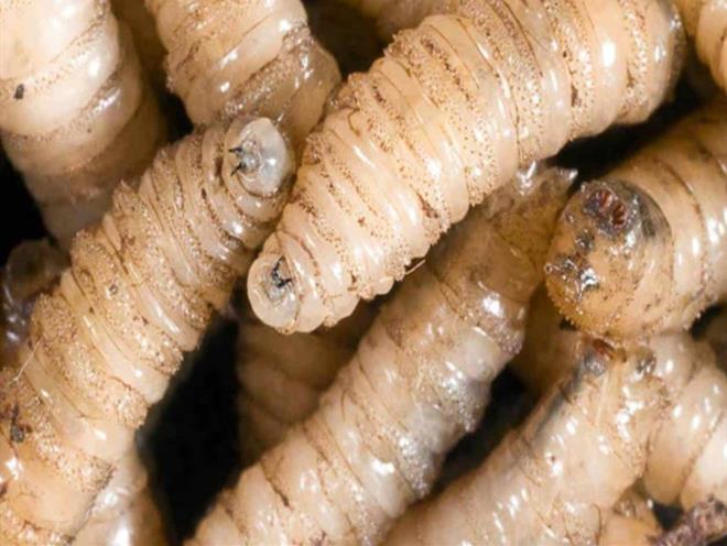 Golpea el barrenador al bolsillo ganadero