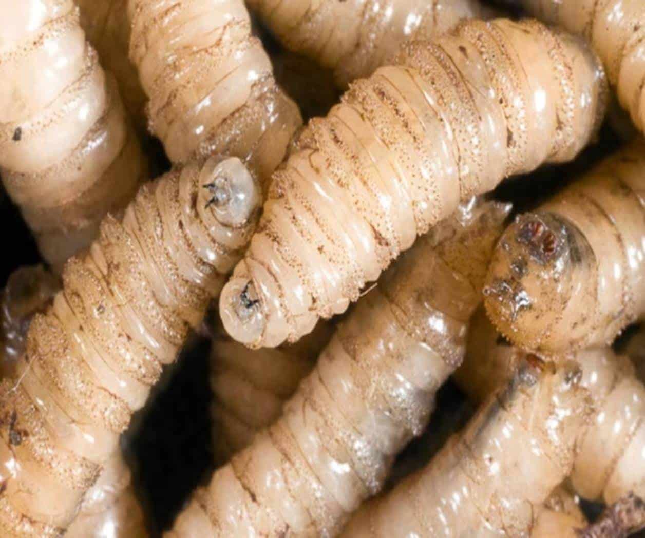 Golpea el barrenador al bolsillo ganadero