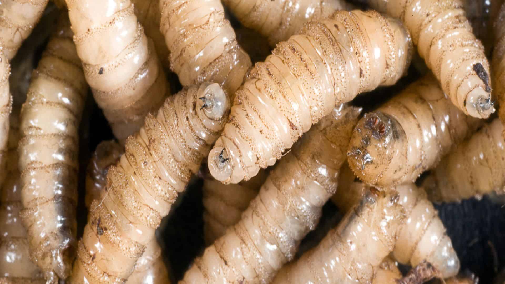 El gusano barrenador se extiende en Tamaulipas