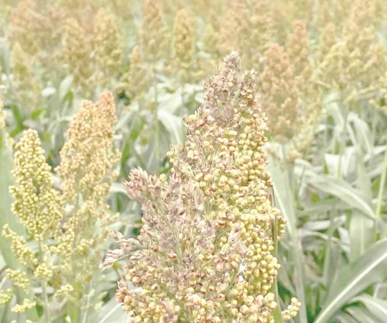 Productores agrícolas enfrentan plagas en cultivos de sorgo