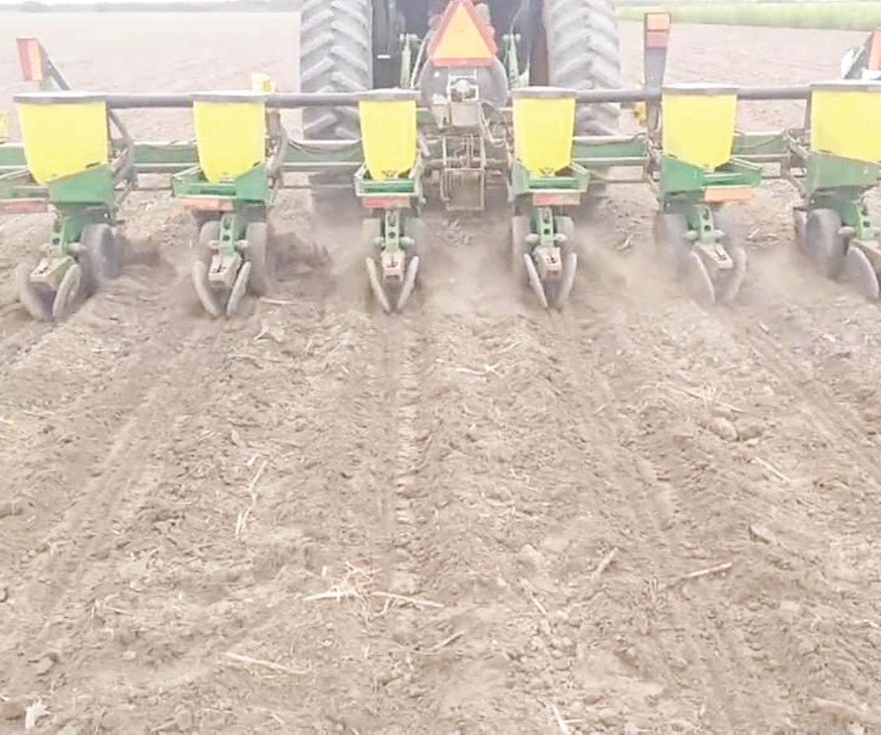 Proyectan hasta 8 mil  hectáreas de ajonjolí;  vence plazo hoy jueves