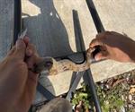 Encuentran mazacuata dentro de negocio de gorditas