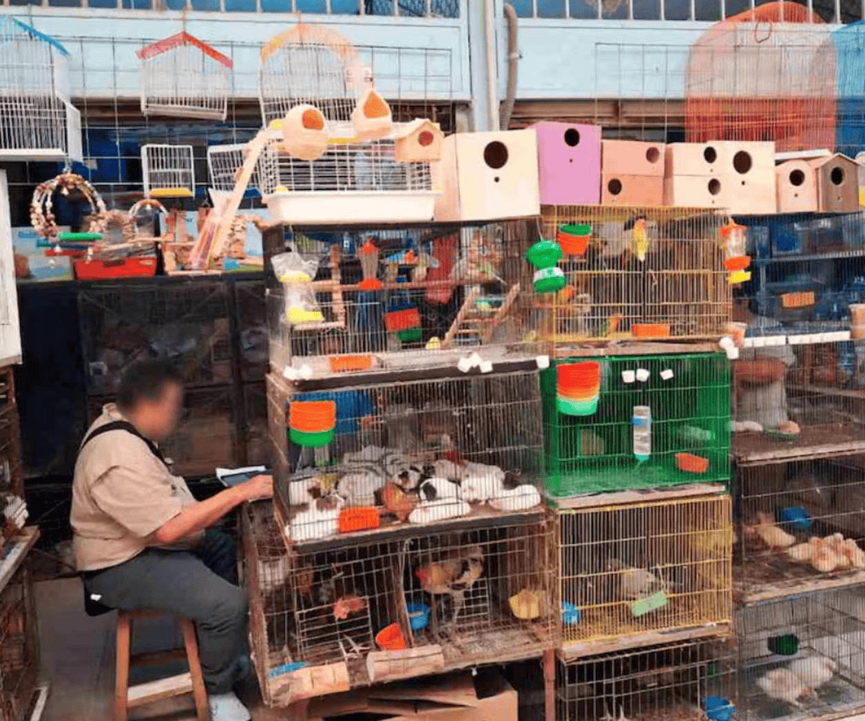 Profepa asegura 34 ejemplares de fauna silvestre en Mérida
