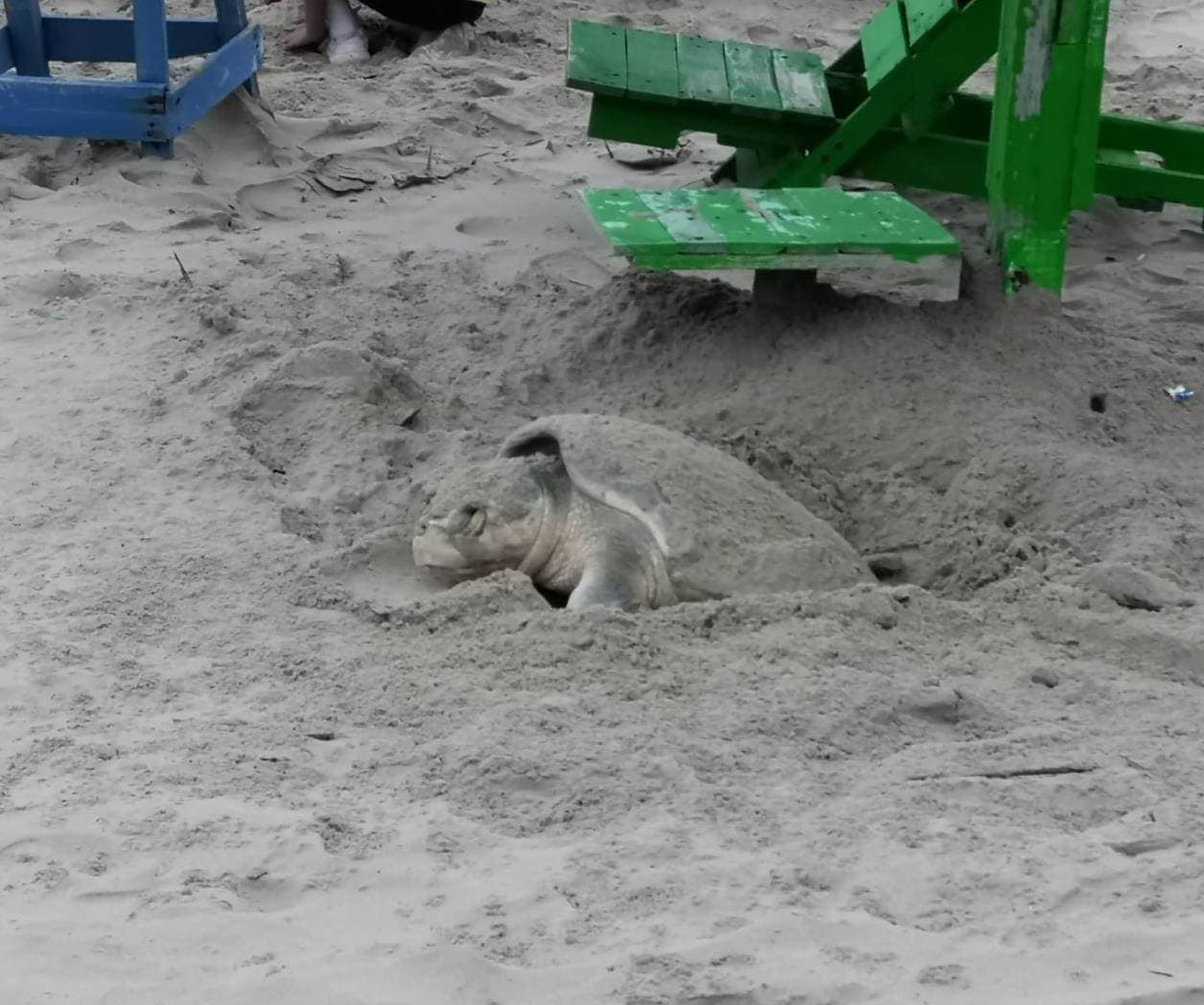 Desova tortuga lora en Playa Miramar ante la mirada de turistas