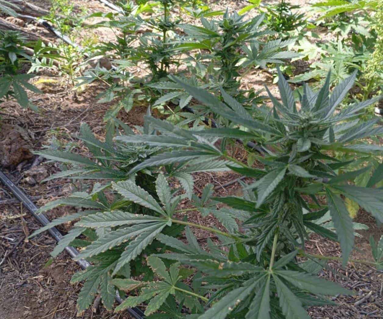 Erradica Marina 9 plantíos de marihuana en BC