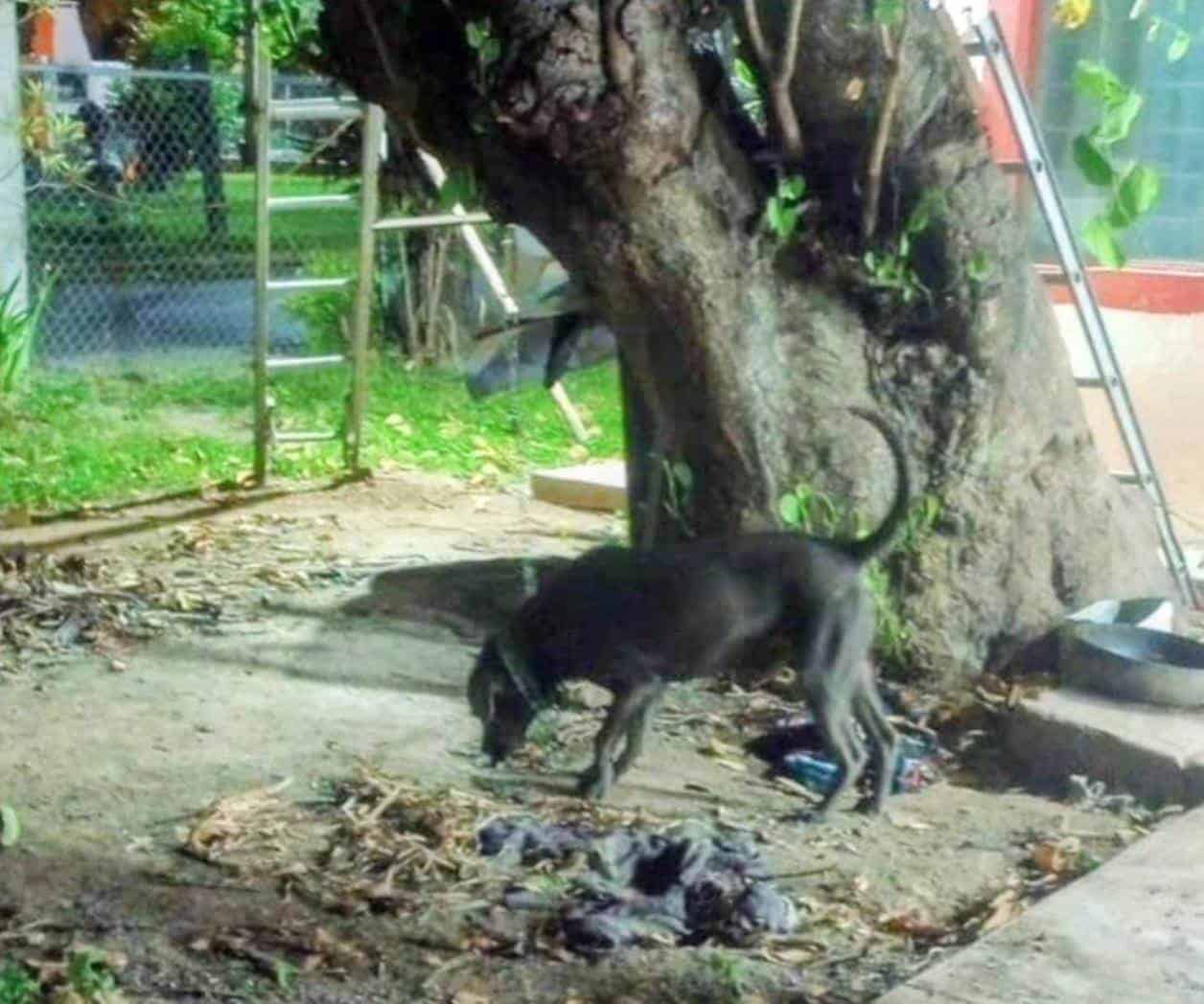 Atiende PC un reporte de supuesto maltrato animal, resultó ser falso