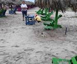 Registran desove  de tortuga lora en la Playa Miramar
