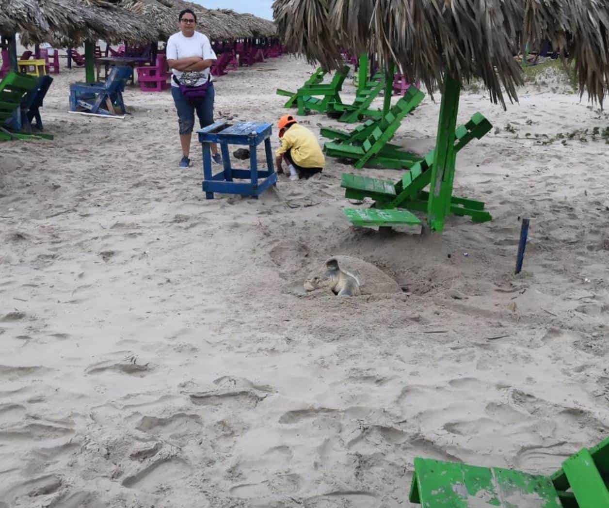 Registran desove de tortuga lora en la Playa Miramar Registran desove de tortuga lora en la Playa Miramar