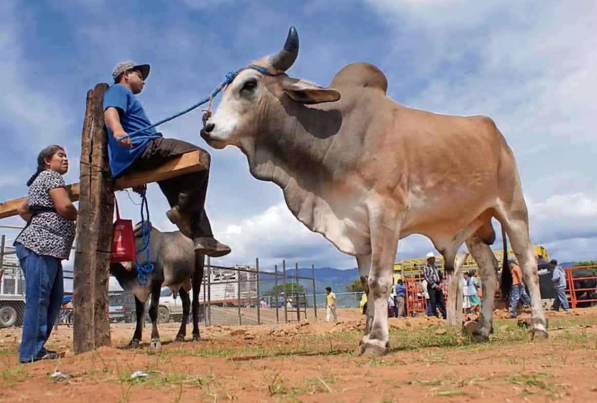 Logran vender en subasta 367 vacunos ofertados