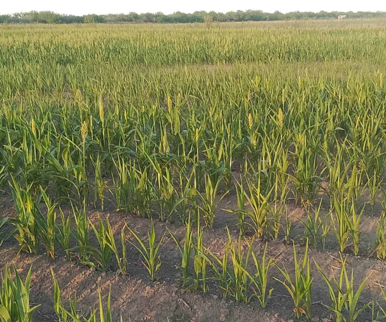 ‘Tronadas’, siembras de sorgo por falta de lluvias