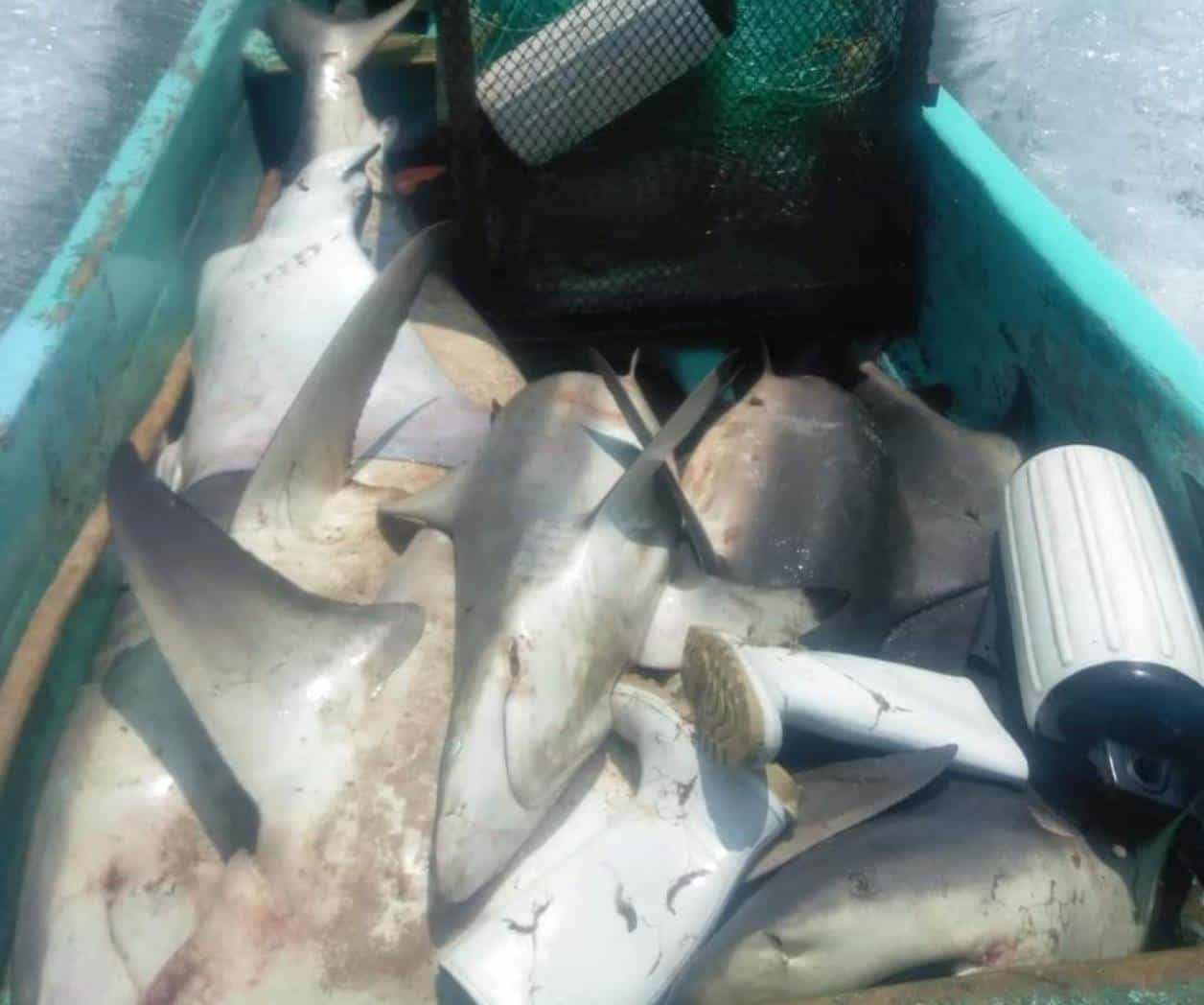 Refuerzan vigilancia por veda de tiburón en costas de Tamaulipas