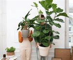 Día de las Madres 2026: 5 plantas ideales para regalar