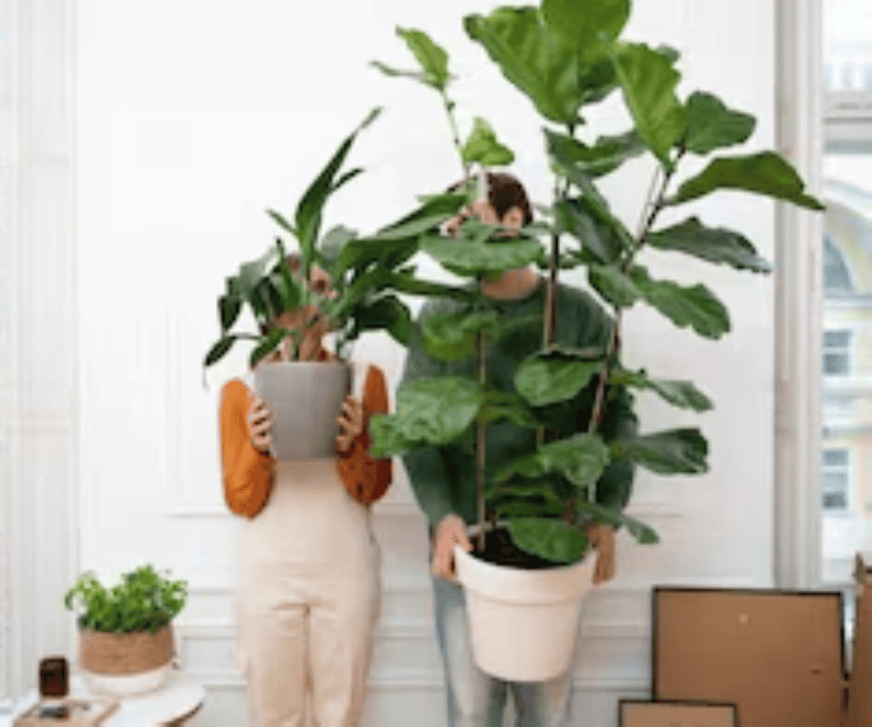 Día de las Madres 2026: 5 plantas ideales para regalar