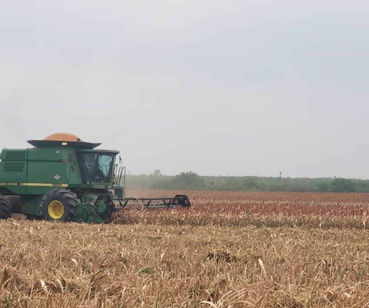 Mejora Bodega precio del sorgo Mejora Bodega precio del sorgo