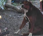 Recomiendan hidratar mascotas ante altas temperaturas en Camargo