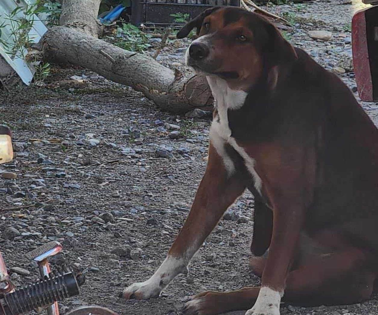 Recomiendan hidratar mascotas ante altas temperaturas en Camargo