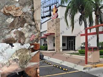 Denuncian plaga de ratas en Carls JR de Reynosa