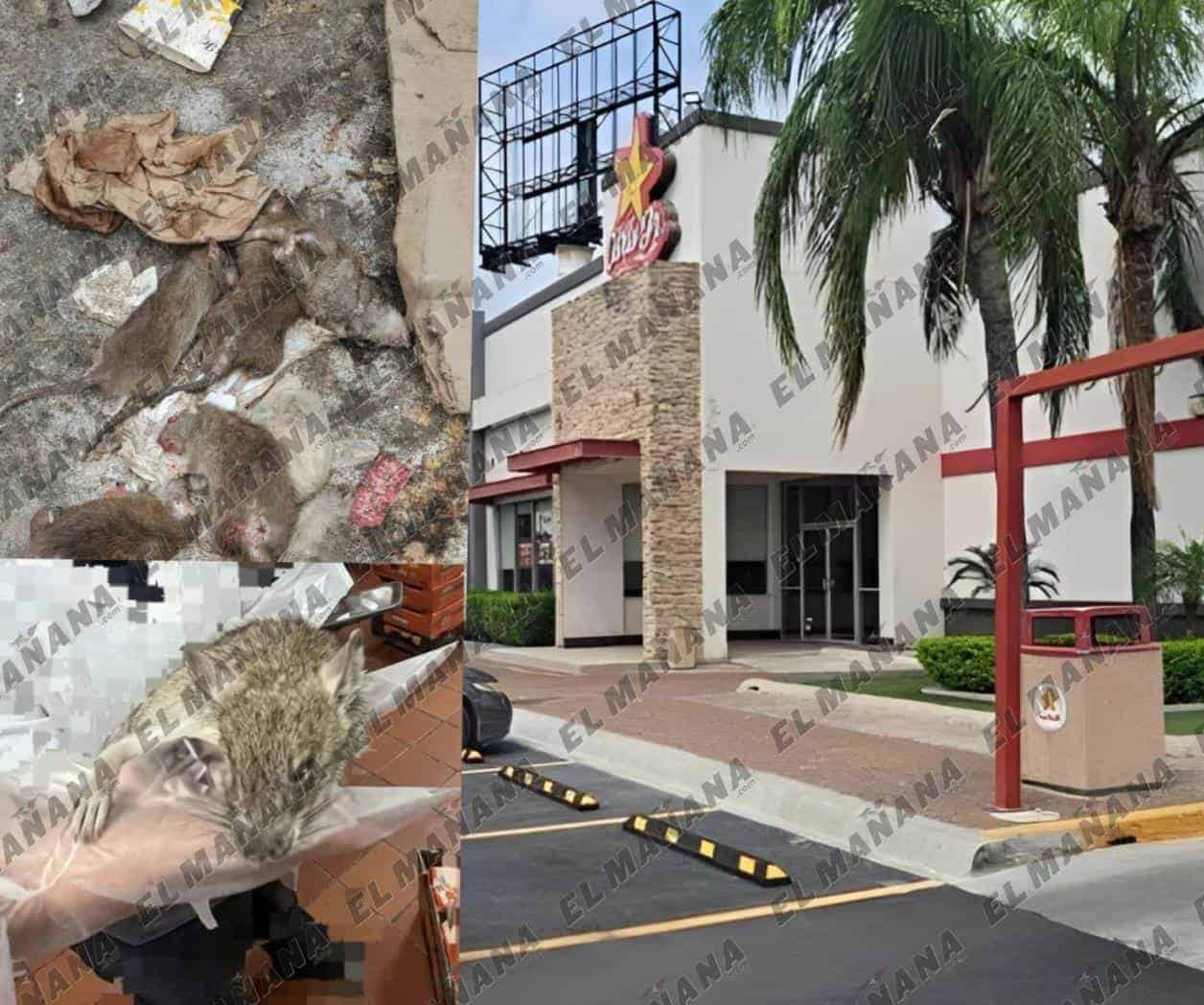 Denuncian plaga de ratas en Carls JR de Reynosa