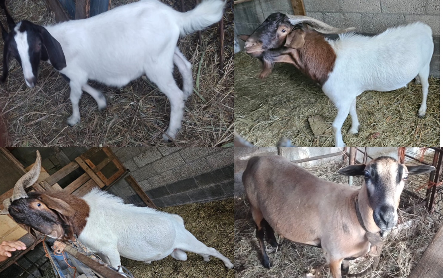CHIVO SEMENTAL 1 