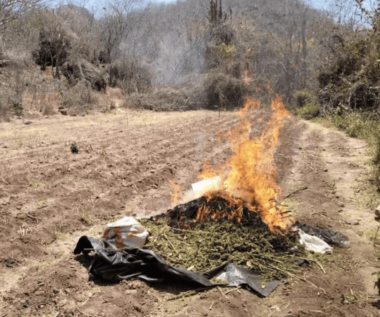 Marina desmantela y quema plantío de marihuana en Sinaloa