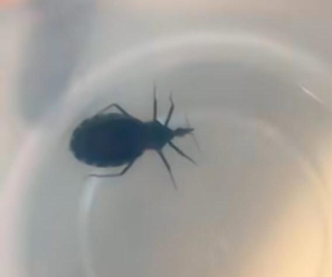 Encuentra activista bicho transmisor de Mal de Chagas