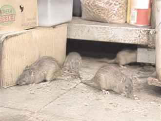 Detectan zonas críticas por presencia de ratas