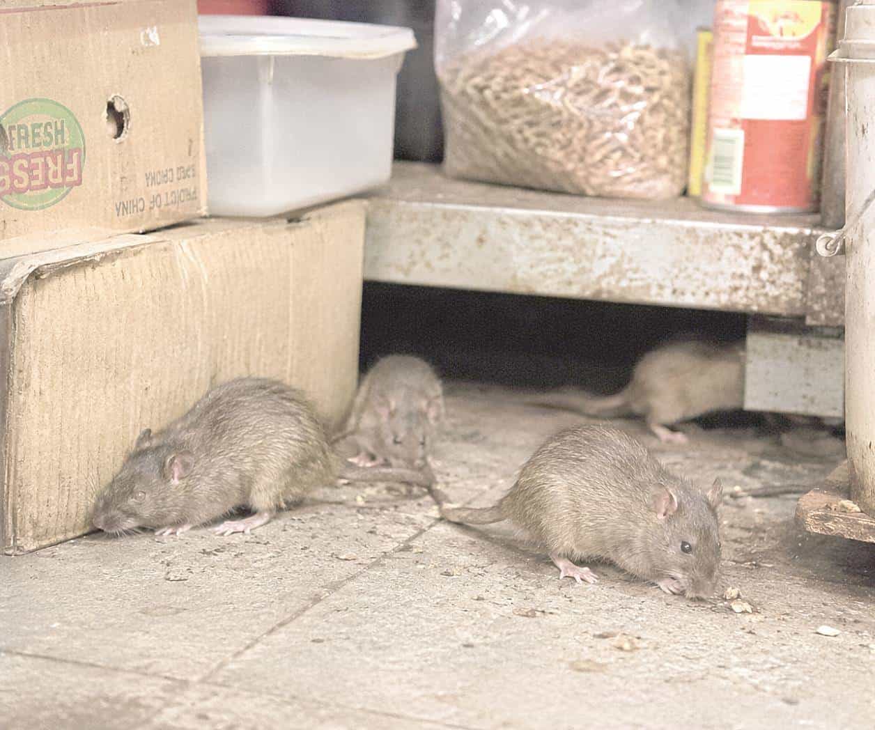 Detectan zonas críticas por presencia de ratas