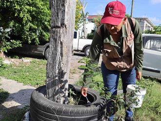 Aceleran fumigaciones ante riesgo de dengue