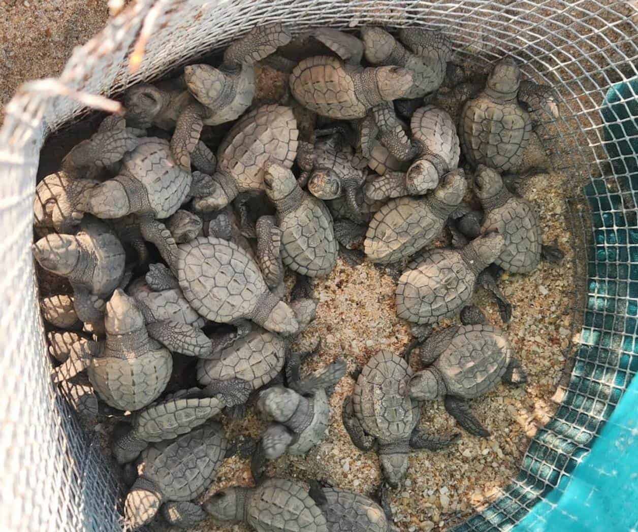 Inician las primeras liberaciones de tortuga lora