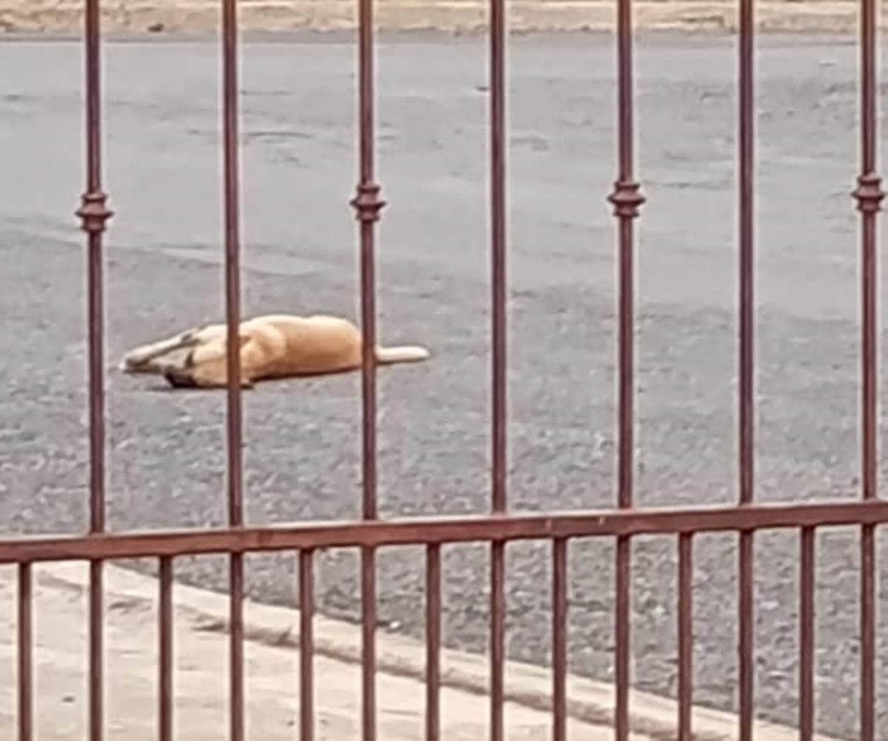 Denuncian masacre de perros