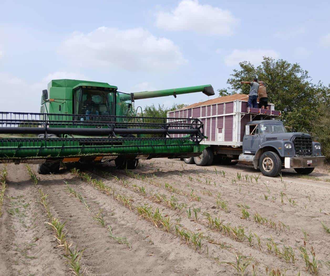 Bajos rendimientos en trillas de sorgo