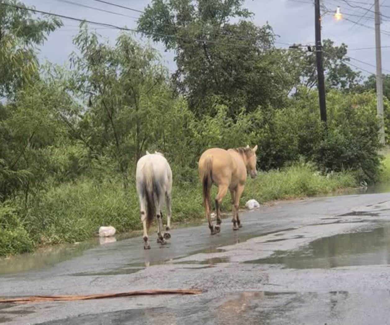 Animales sueltos generan peligro en carreteras
