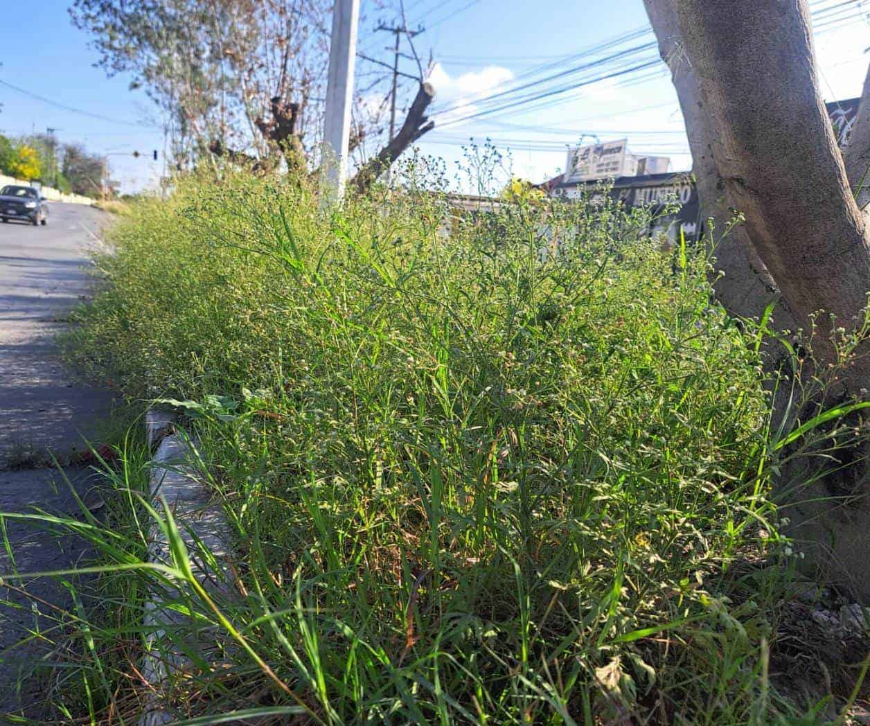 Ciudadanos denuncian el abandono en camellones